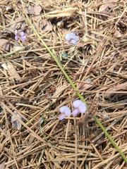 Desmodium lineatum