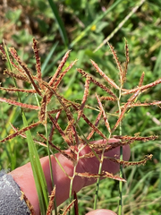Cyperus rotundus