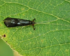 Mystacides azureus