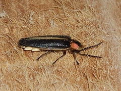 Lampyrinae