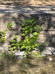 Magnoliopsida