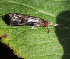 Mystacides azureus