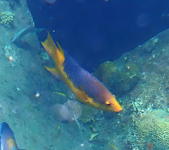 Bodianus rufus