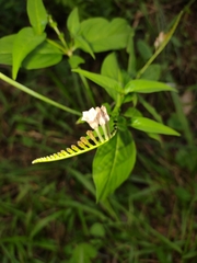 Spigelia