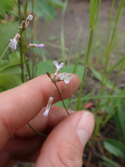 Boechera retrofracta