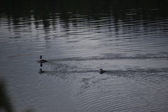Bucephala