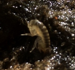 Gammarus