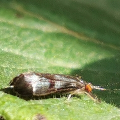 Mystacides azureus