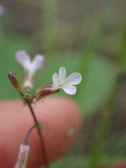 Boechera retrofracta