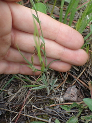 Boechera retrofracta