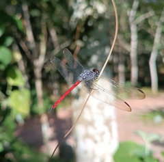 Lathrecista asiatica