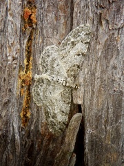 Protoboarmia faustinata