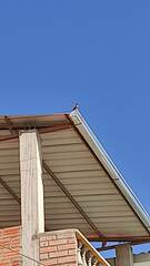 Hirundinea ferruginea