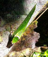 Stilpnochlora