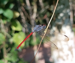 Lathrecista asiatica