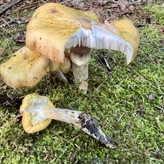 Tricholoma equestre
