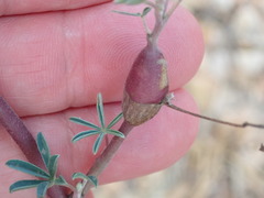 Neolasioptera lupini