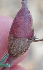 Neolasioptera lupini