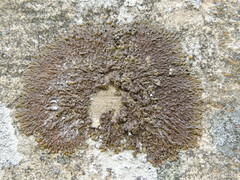 Xanthoparmelia pulla