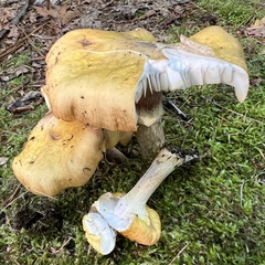 Tricholoma equestre