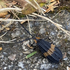 Calopteron