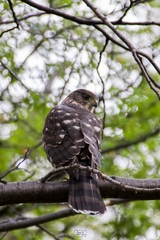 Accipiter chilensis