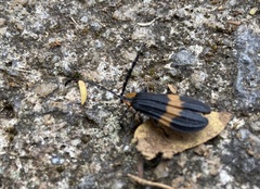 Calopteron