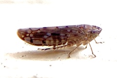 Osbornellus borealis
