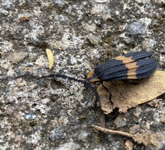 Calopteron