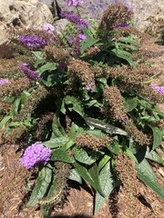 Buddleja