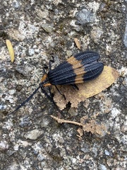 Calopteron