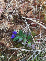 Polygala serpyllifolia