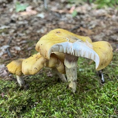 Tricholoma equestre