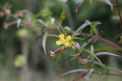 Ludwigia leptocarpa