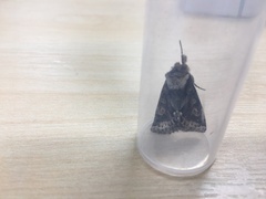 Allophyes oxyacanthae