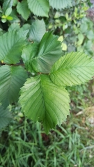 Ulmus laevis