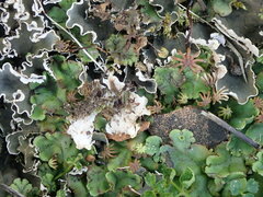 Peltigera rufescens