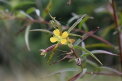 Ludwigia leptocarpa