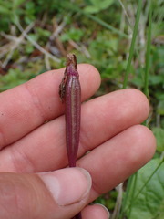 Calypso bulbosa