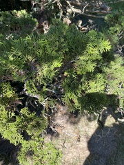 Thuja occidentalis