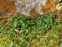 Polygaloides chamaebuxus