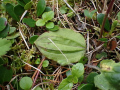 Calypso bulbosa