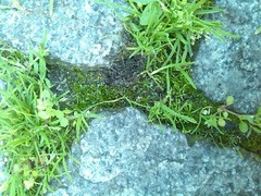 Polycarpon tetraphyllum