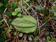 Calypso bulbosa