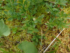 Vaccinium cespitosum