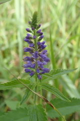 Veronica longifolia