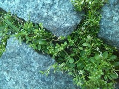Polycarpon tetraphyllum