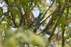 Setophaga coronata coronata