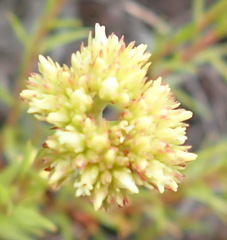 Crassula subulata