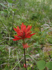 Castilleja miniata